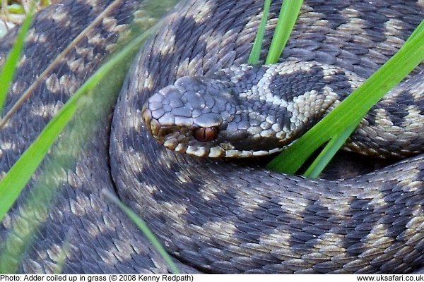 Adder