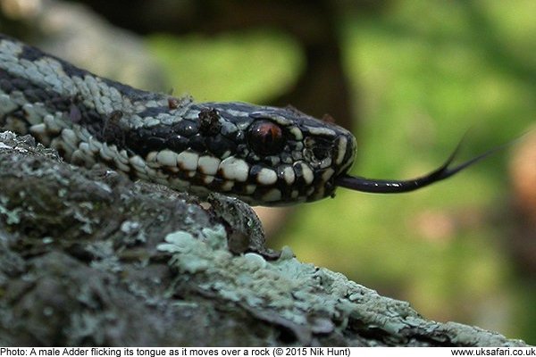 adder flicking its tongue