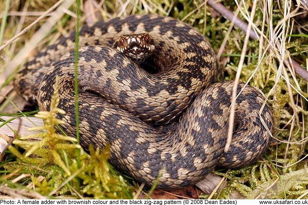 female adder