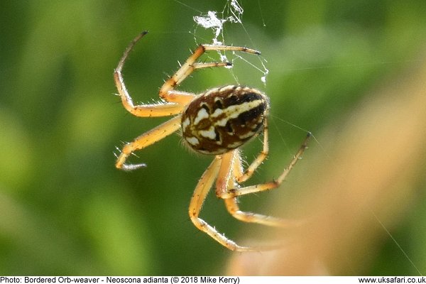 Bordered Orb-weaver Spider