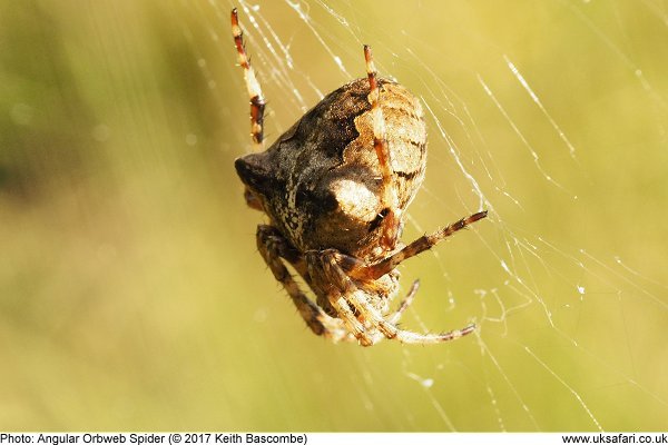 Angular Orbweb Spider