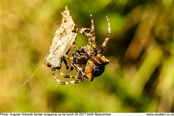 Angular Orbweb Spider