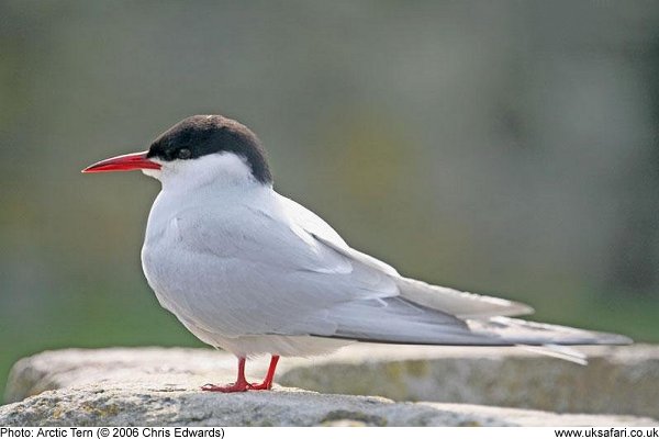 Arctic Tern