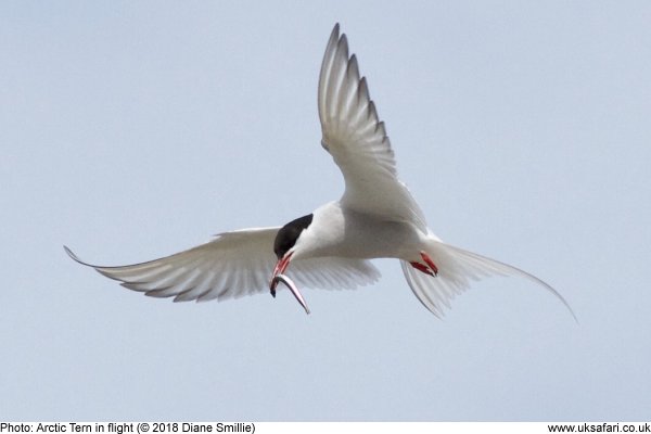 arctic tern