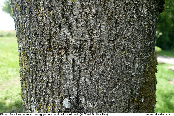 ash tree bark