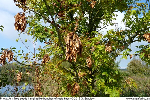 ash tree seeds