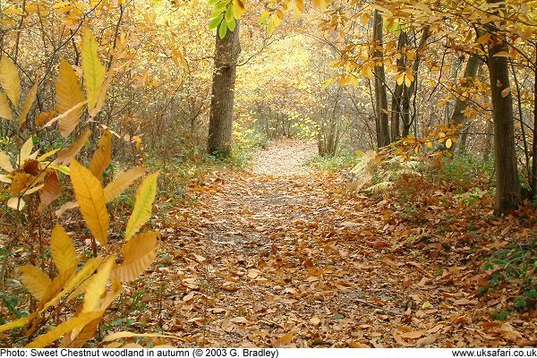 Autumn colours by G. Bradley