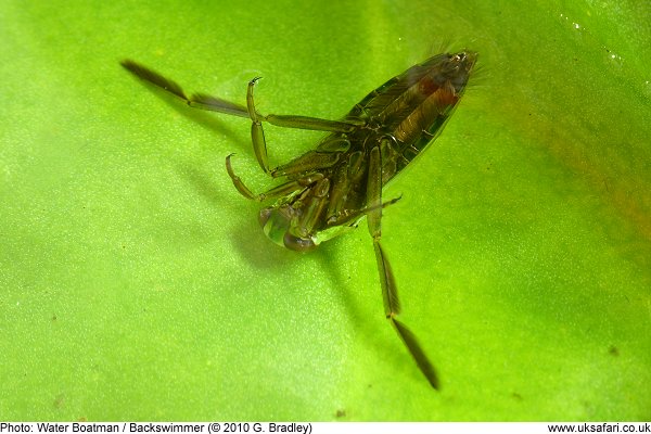 Backswimmer or Water Boatman