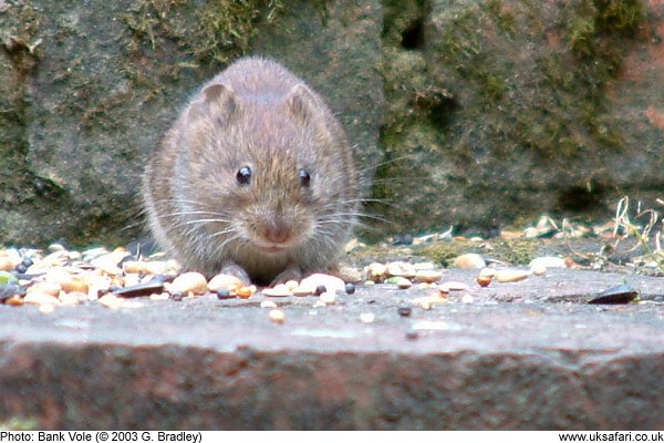 Bank Vole