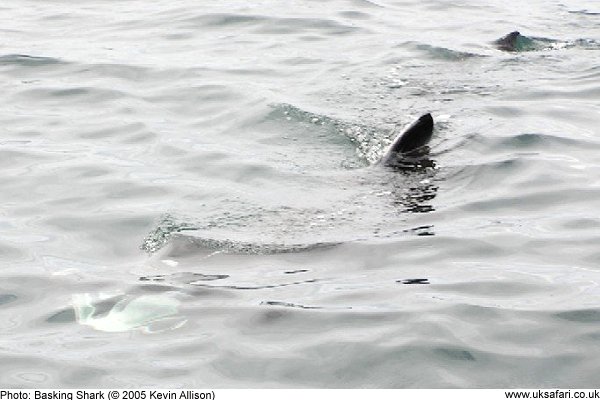 Basking Shark fins