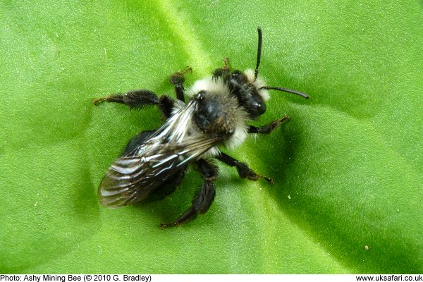 Ashy Mining Bee