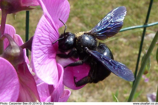 Carpenter Bee