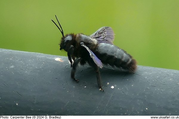 Carpenter Bee