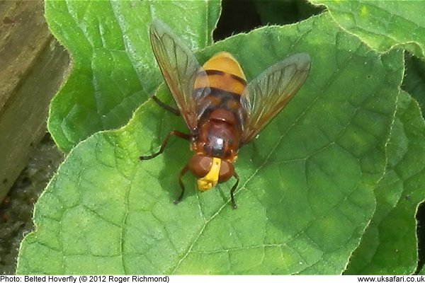 Belted Hoverfly