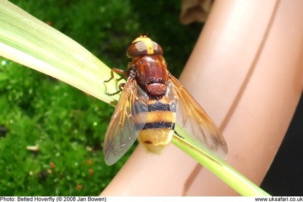 Belted Hoverfly