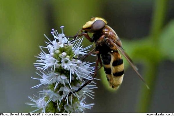 Belted Hoverfly