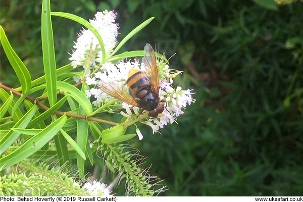 Belted Hoverfly