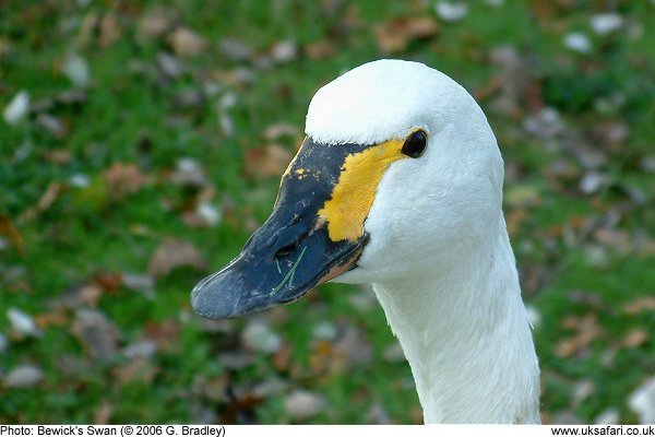 bewick's swan