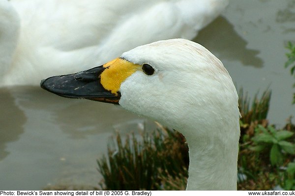 bewick's swan