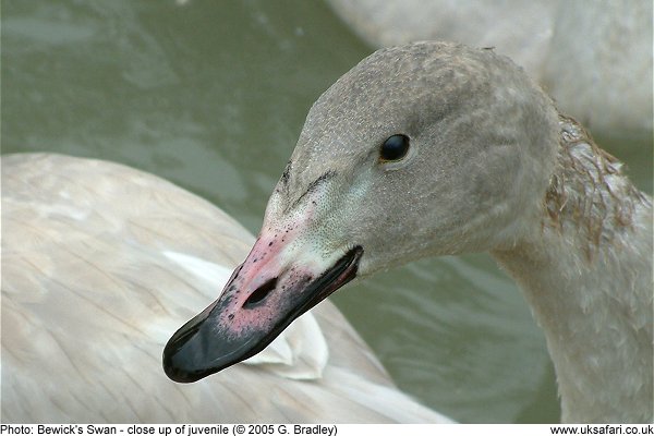 bewick's swan juvenile