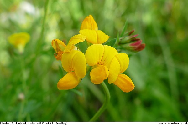 Bird's-foot Trefoil