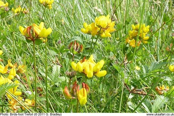 Bird's-foot Trefoil