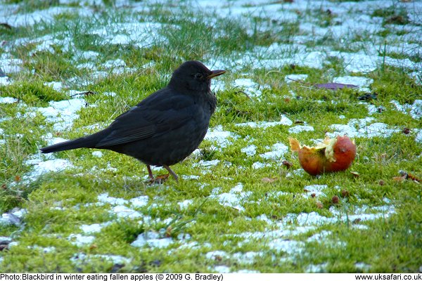 blackbird in winter