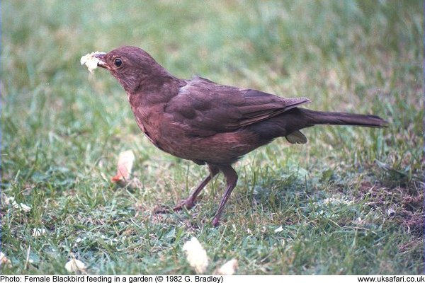 female blackbird