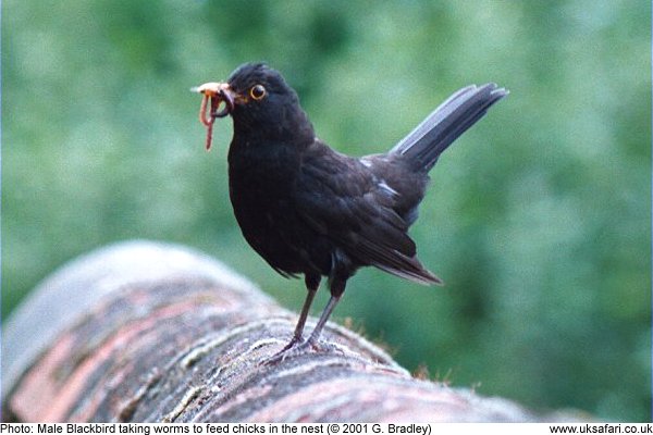 male blackbird with worms in beak