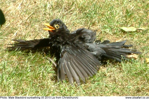 male blackbird sunbathing