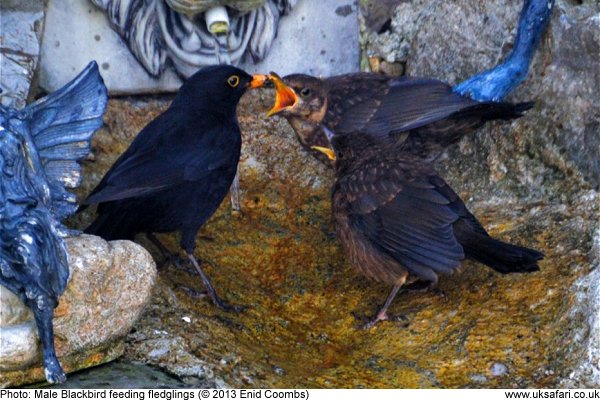 male blackbird feeding fledgling chicks