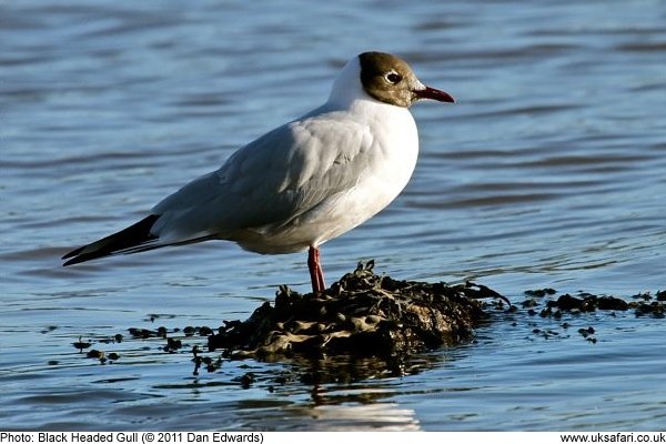 Black-headed Gull