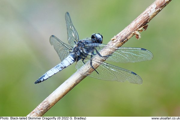 Black-tailed Skimmer Dragonfly