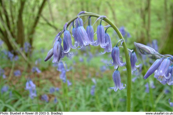 Bluebells