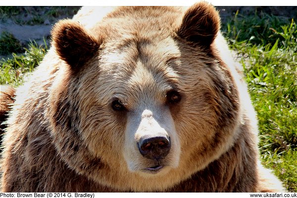 brown bear