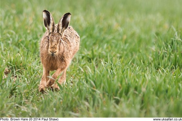 brown hare