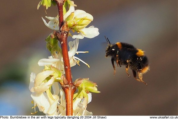 resting bumblebee