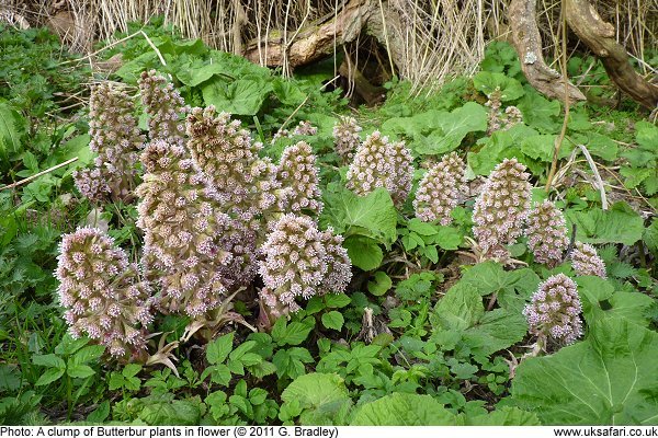 Butterbur