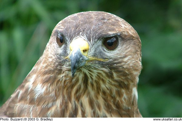 Buzzard