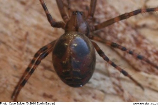 Cave Spiders - Meta Bourneti - Meta Menardi - UK Safari