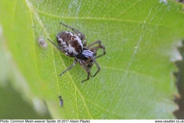 Common Mesh-weaver