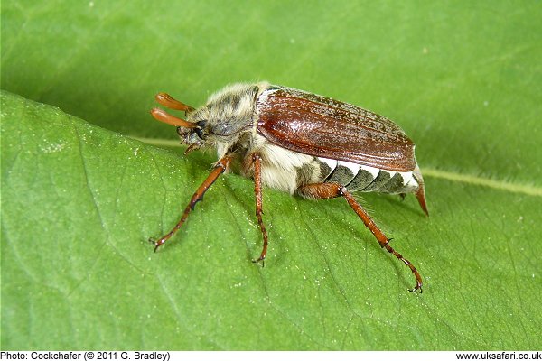 cockchafer