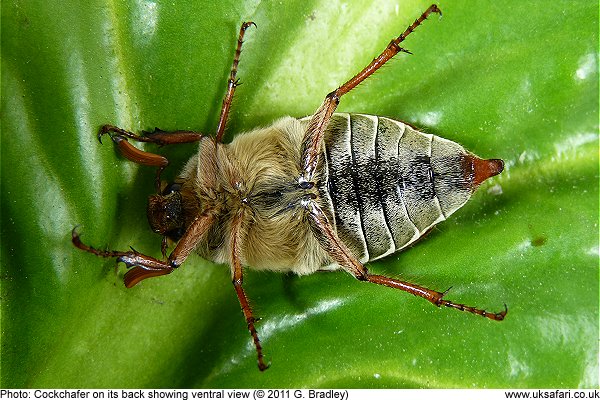 cockchafer - bad landing