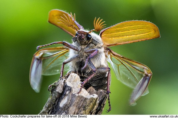 Cockchafer