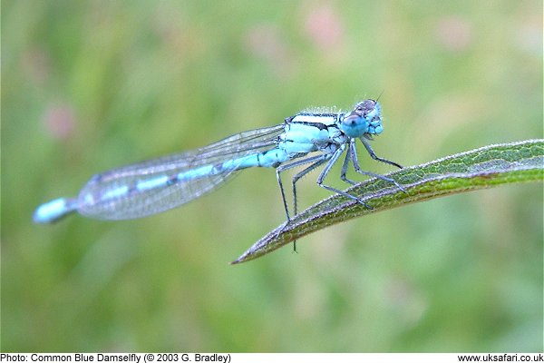 Common Blue Damselfly