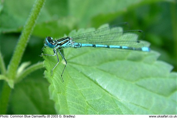 Common Blue Damselfly