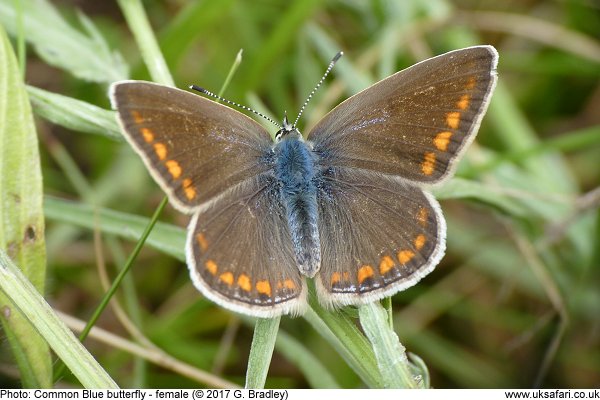 female common blue butterfly