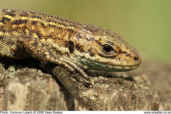 Common Lizard