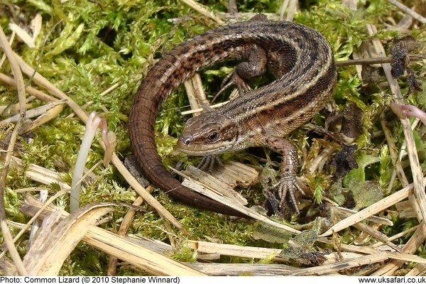 Common Lizard