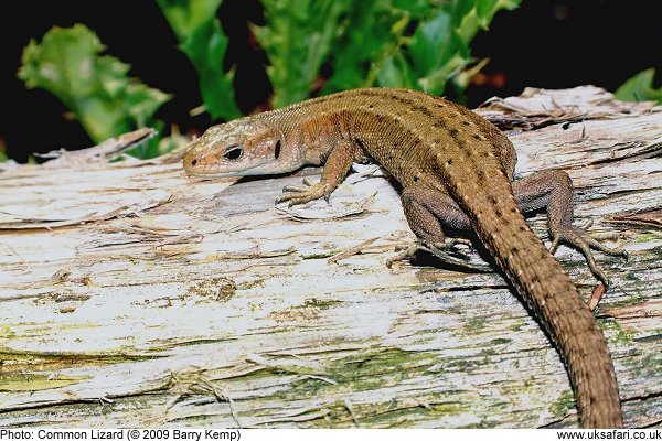 Common Lizard